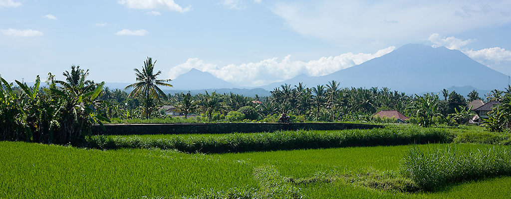 Puri Nirwana - Rice Field